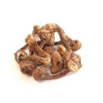 Brazilian Cubensis Magic Mushrooms