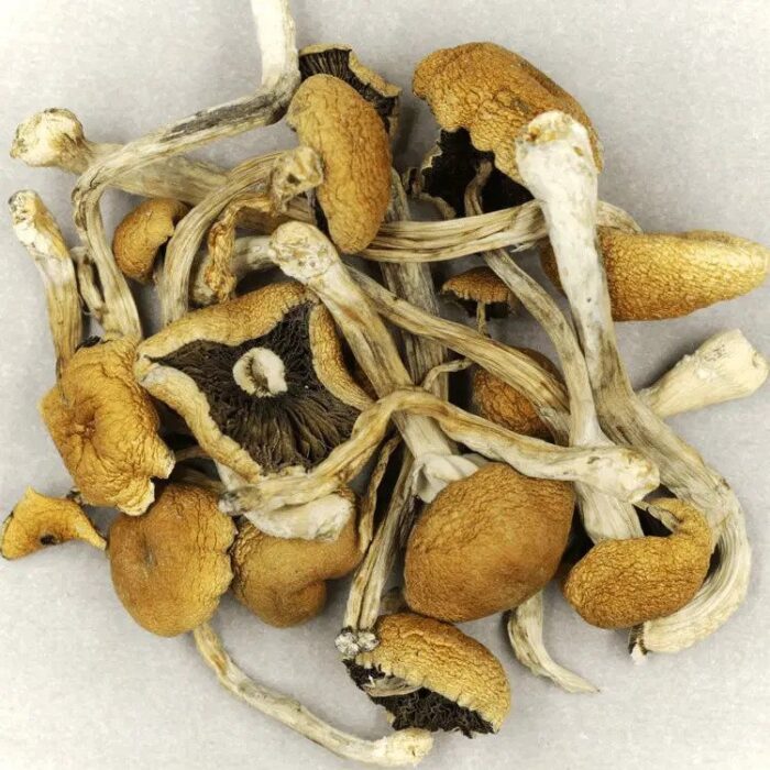 Brazilian Cubensis Magic Mushrooms