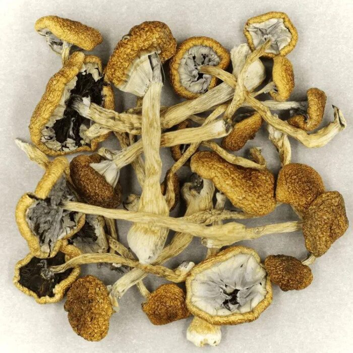 Cubensis Cambodia