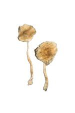 Cuban Cubensis Mushrooms