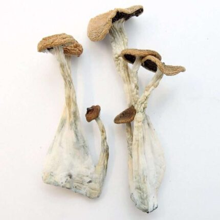 Alacabenzi Mushrooms