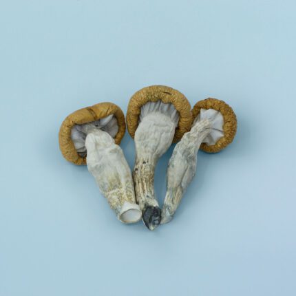 Blue Meanie Mushrooms