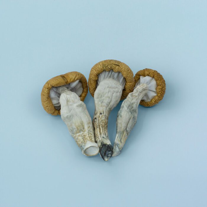 Blue Meanie Mushrooms