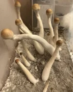 Albino Magic Mushrooms