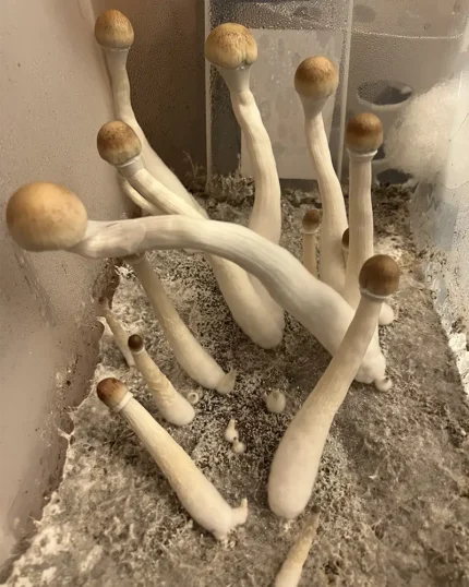 Albino Magic Mushrooms